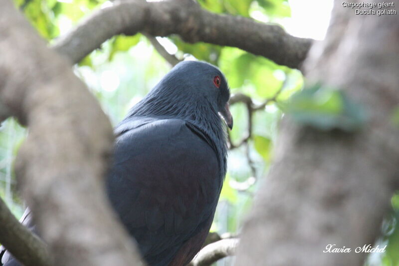 Goliath Imperial Pigeon, identification