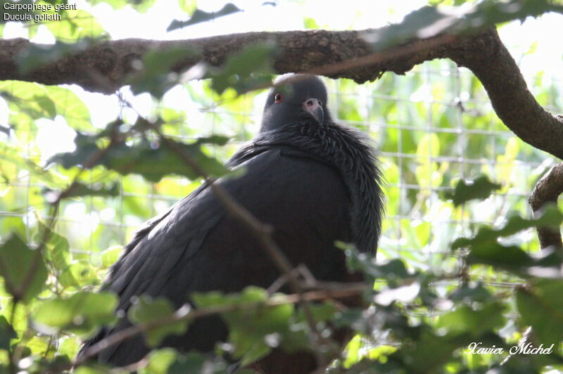 Goliath Imperial Pigeon, identification