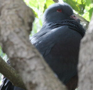 Goliath Imperial Pigeon