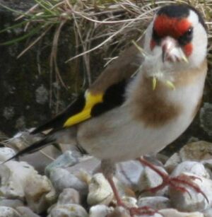 European Goldfinch