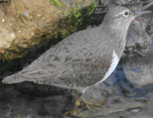 Common Sandpiper