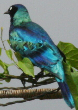 Choucador splendide
