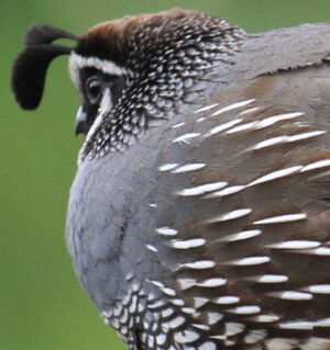 California Quail