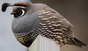 California Quail