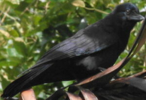 New Caledonian Crow
