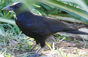 New Caledonian Crow