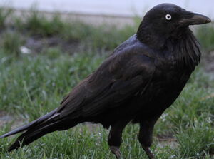 Australian Raven