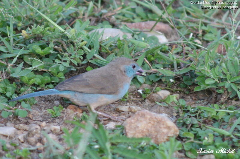 Red-cheeked Cordon-bleu female, identification