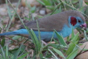Cordonbleu � joues rouges