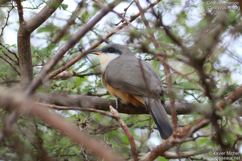 Mangrove Cuckooadult, identification