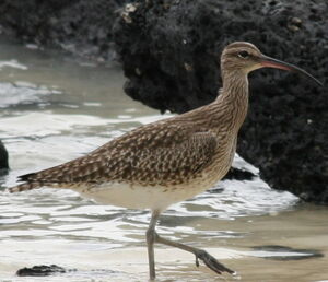 Whimbrel