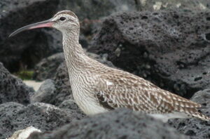 Whimbrel