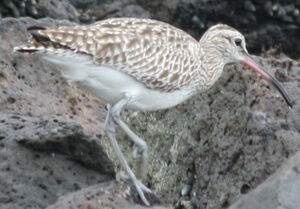 Whimbrel