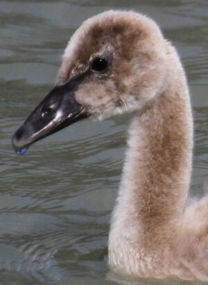 Black Swan