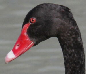 Black Swan