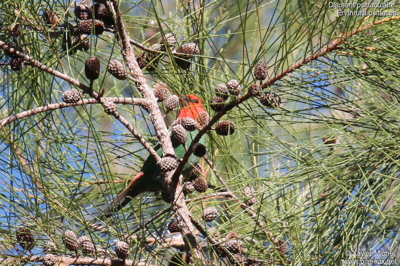 Red-throated Parrotfinch, feeding habits