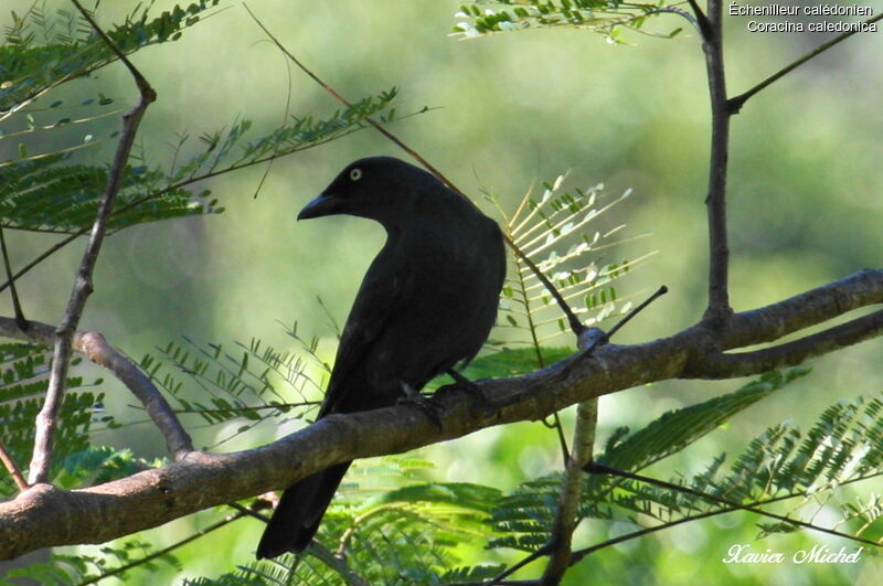 South Melanesian Cuckooshrikeadult
