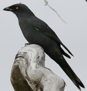 South Melanesian Cuckooshrike