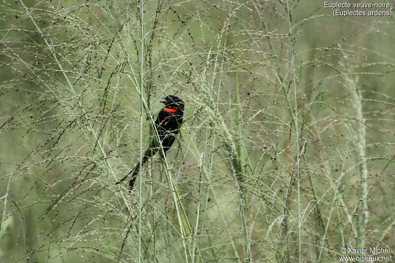 Red-collared Widowbird male adult breeding