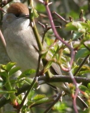 Eurasian Blackcap