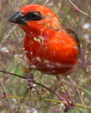 Foudi rouge