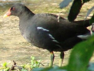 Gallinule poule-d'eau