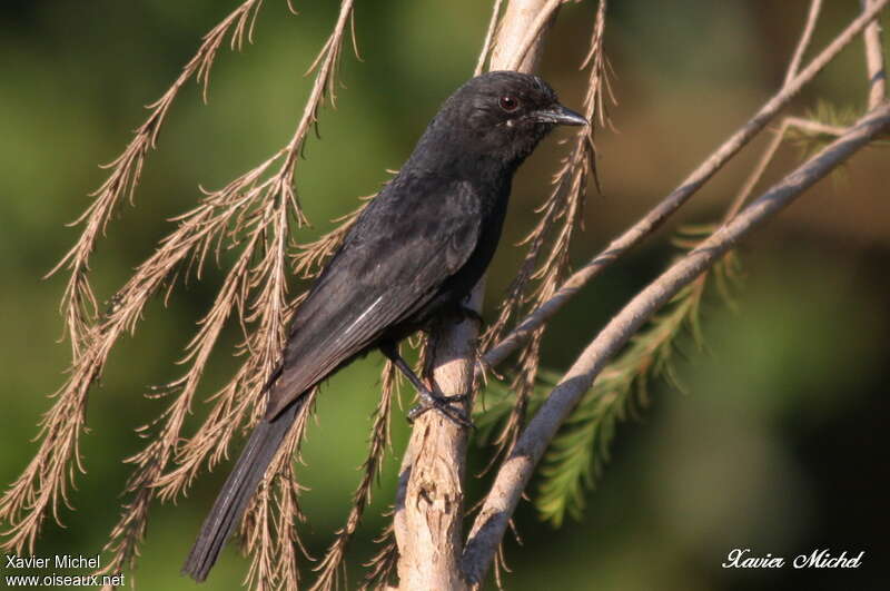 Southern Black Flycatcher, identification