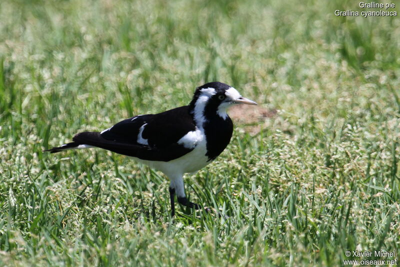 Magpie-lark female adult