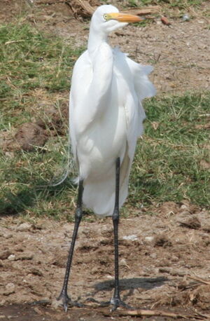 Great Egret 
&copy; Xavier Michel