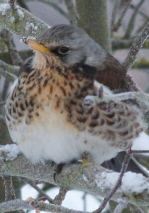 Fieldfare