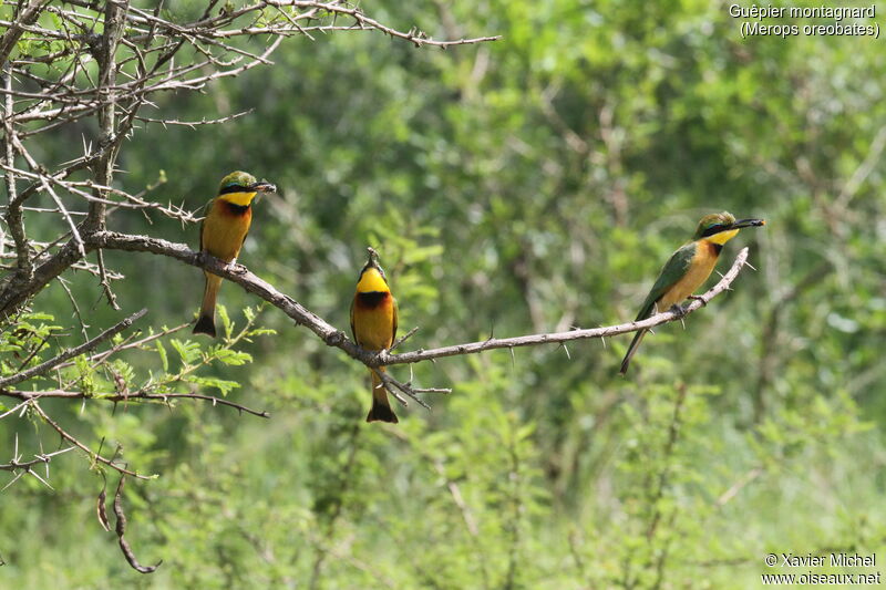 Cinnamon-chested Bee-eater, feeding habits