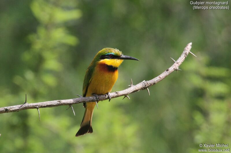 Cinnamon-chested Bee-eater, close-up portrait