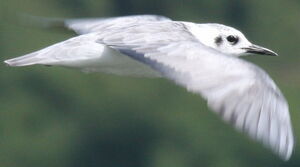 Guifette leucopt�re