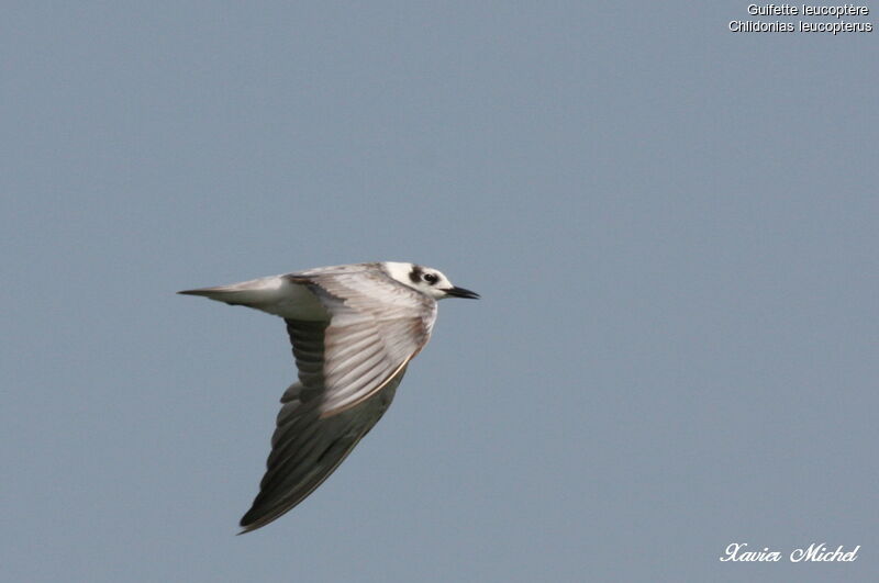 White-winged Tern, Flight