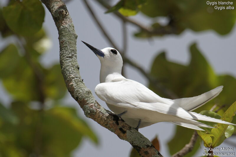 White Tern, identification
