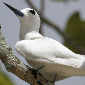 White Tern