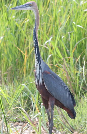 Goliath Heron