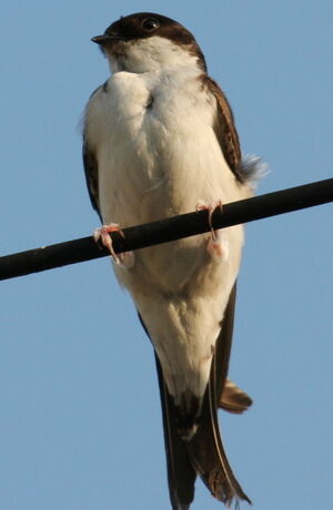Hirondelle de fen�tre