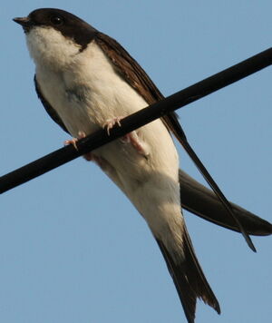 Hirondelle de fen�tre