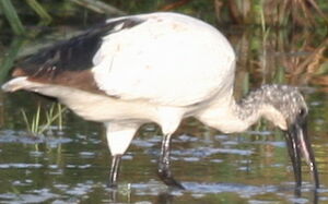 Ibis sacr� 
&copy; Xavier Michel