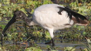 Ibis sacr� 
&copy; Xavier Michel