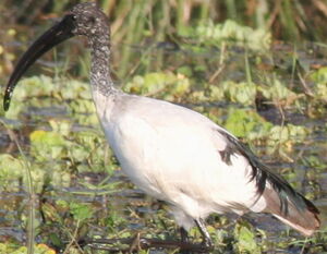 Ibis sacr� 
&copy; Xavier Michel