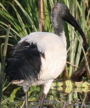 Ibis sacr� 
&copy; Xavier Michel