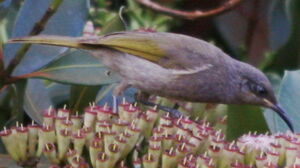Grey-eared Honeyeater