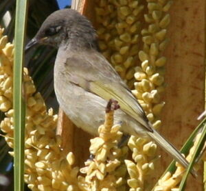 Grey-eared Honeyeater