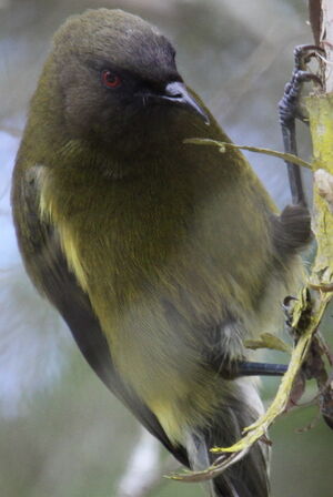 New Zealand Bellbird