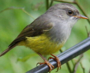 Yellow-bellied Flyrobin