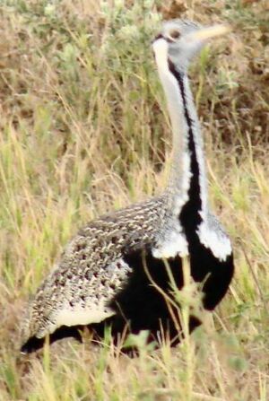 Black-bellied Bustard