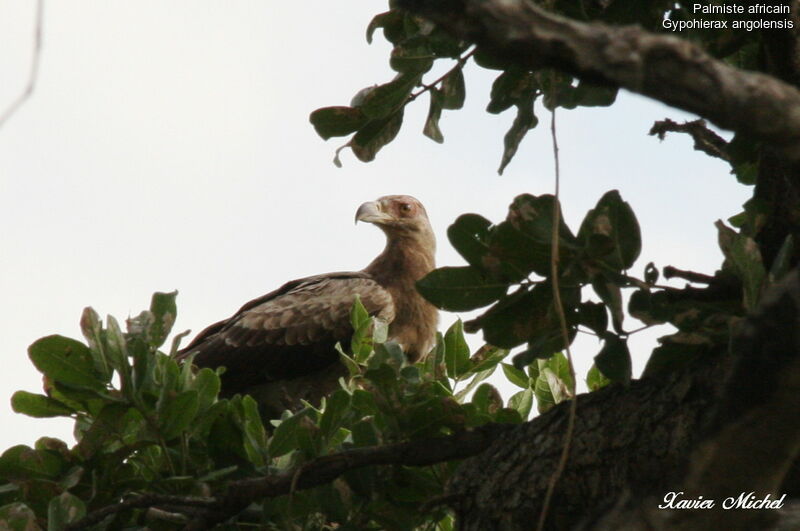 Palm-nut Vulturejuvenile