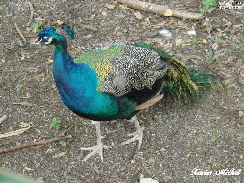 Indian Peafowl male adult, identification